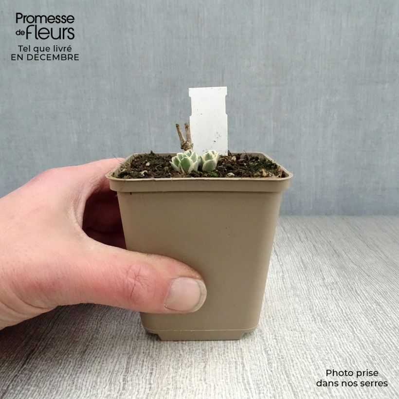 Sedum Frosty Morn - Autumn Stonecrop 8/9 cm pot sample as delivered in winter