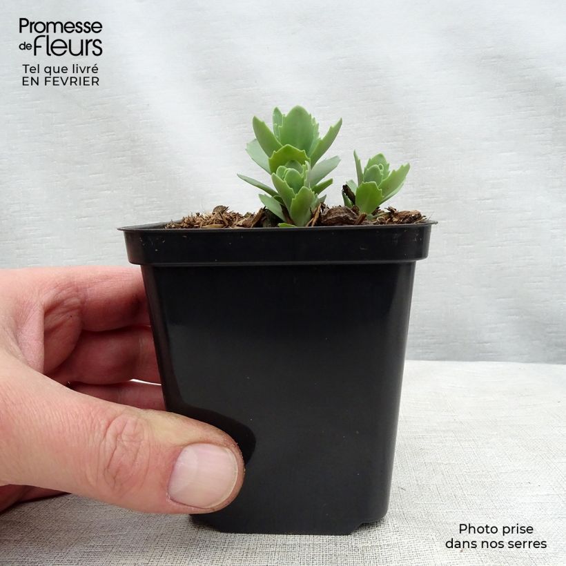Sedum Herbstfreude - Autumn Stonecrop 8/9 cm pot sample as delivered in winter