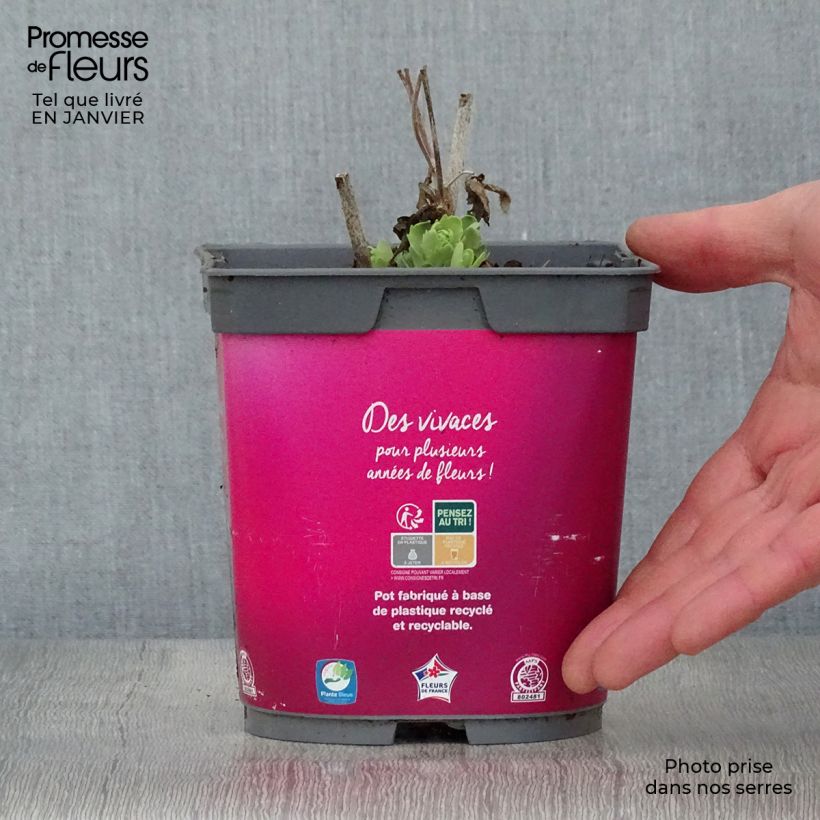 Sedum Herbstfreude - Autumn Stonecrop 2L/3L pot sample as delivered in winter