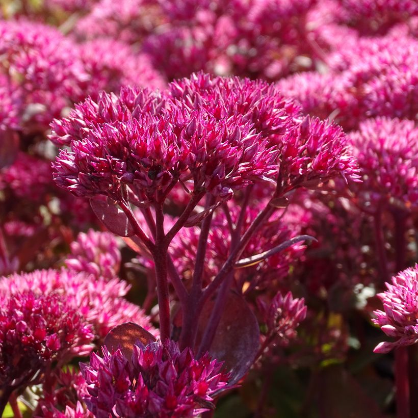Sedum telephium Thunderhead - Autumn Stonecrop (Flowering)