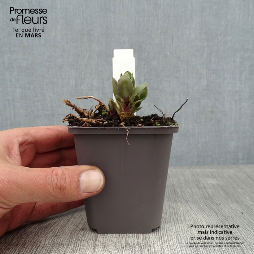 Sedum telephium Thunderhead - Autumn Stonecrop 8/9 cm pot sample as delivered in winter