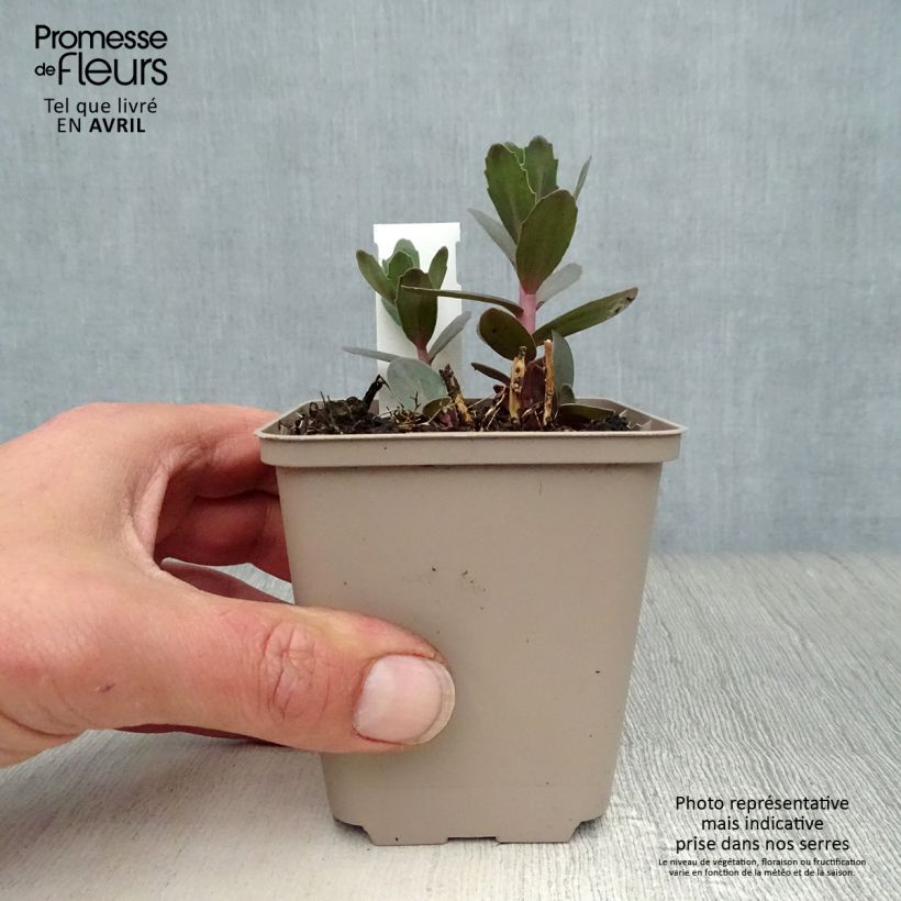 Sedum spectabile Jose Aubergine - Autumn Stonecrop 8/9 cm pot sample as delivered in spring