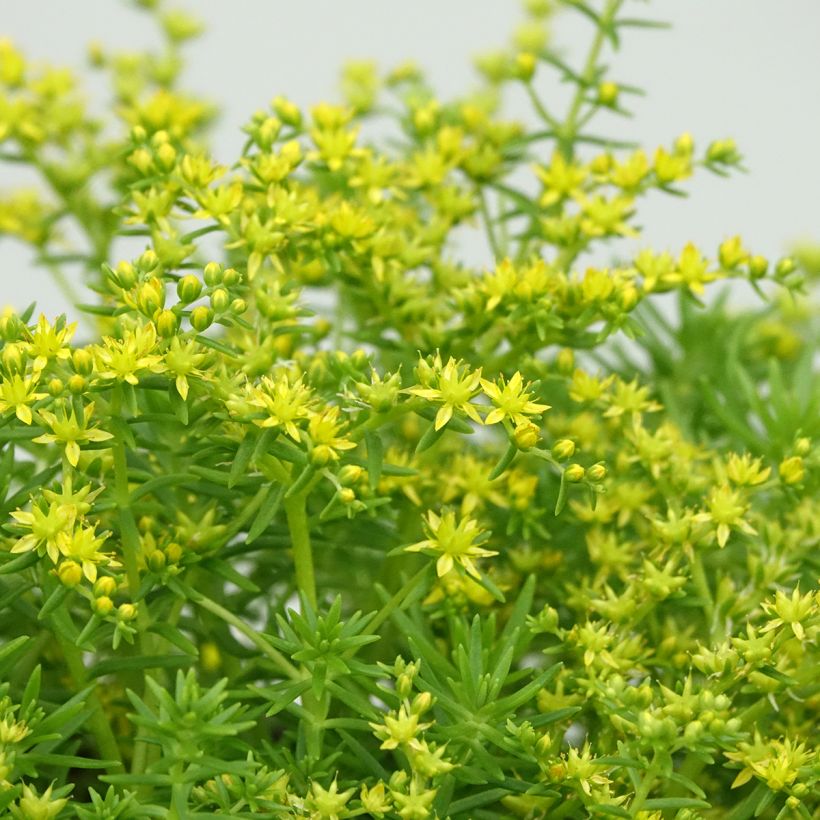 Sedum Lemon Ball - Stonecrop (Flowering)