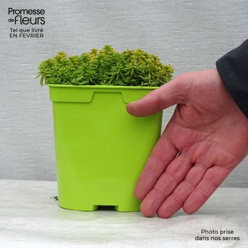 Sedum Lemon Ball - Stonecrop 2L/3L pot sample as delivered in winter