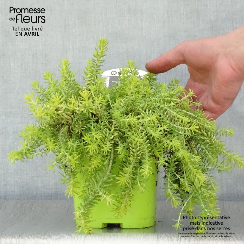 Sedum Lemon Ball - Stonecrop 2L/3L pot sample as delivered in spring