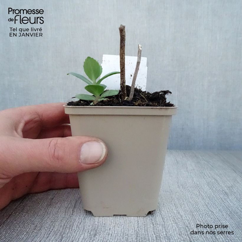 Sedum Matrona - Autumn Stonecrop 8/9 cm pot sample as delivered in winter