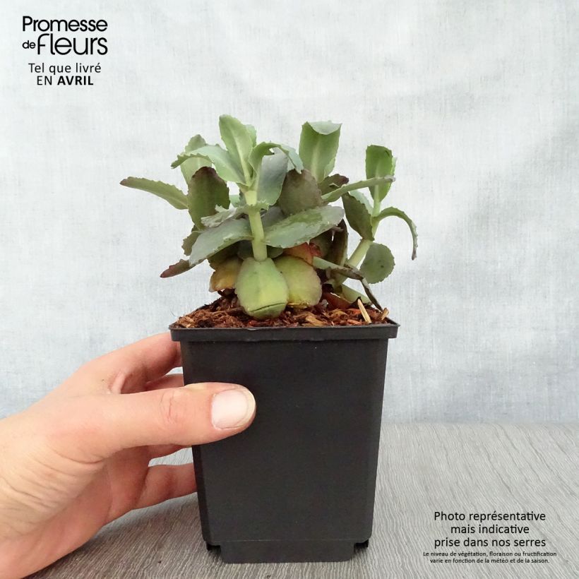 Sedum spectabile Orange Xenox - Autumn Stonecrop 8/9 cm pot sample as delivered in spring