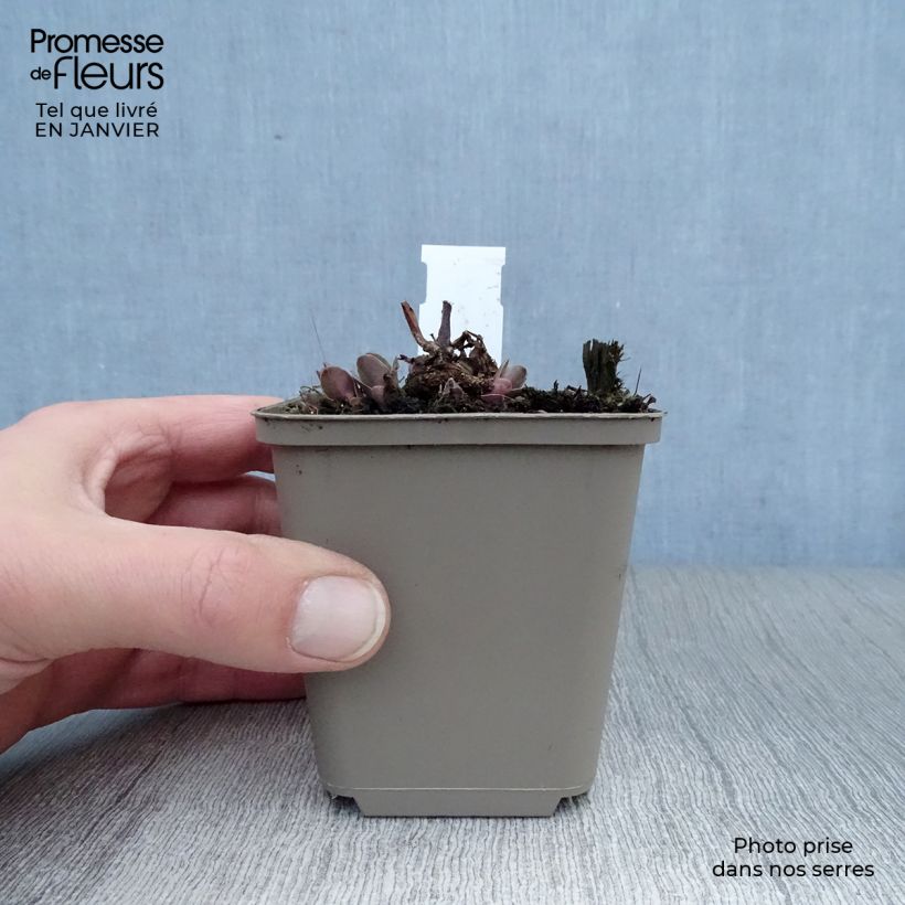 Sedum spectabile Purple Emperor - Autumn Stonecrop 8/9 cm pot sample as delivered in winter