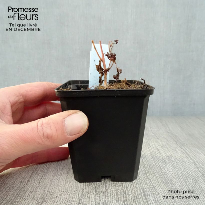 Sedum Red Cauli - Autumn Stonecrop 8/9 cm pot sample as delivered in winter