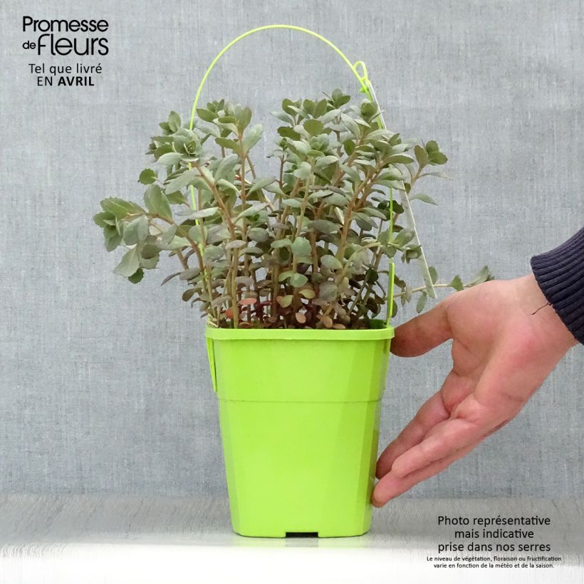 Sedum SunSparkler Plum Dazzled - Stonecrop 1.5L/2L pot sample as delivered in spring