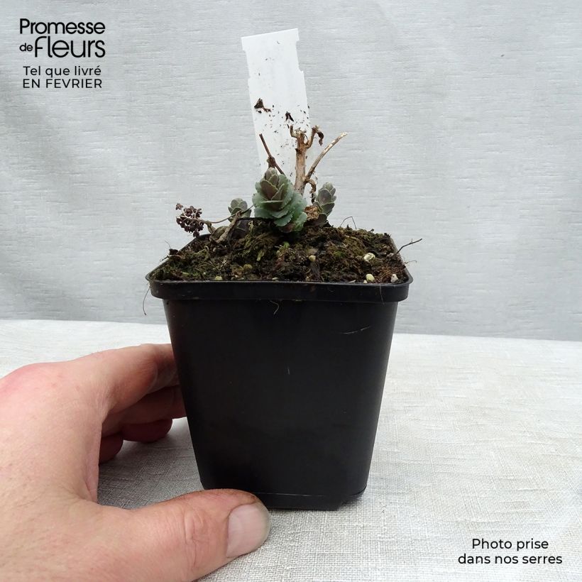 Sedum Stewed Rhubarb Mountain - Stonecrop 8/9 cm pot sample as delivered in winter