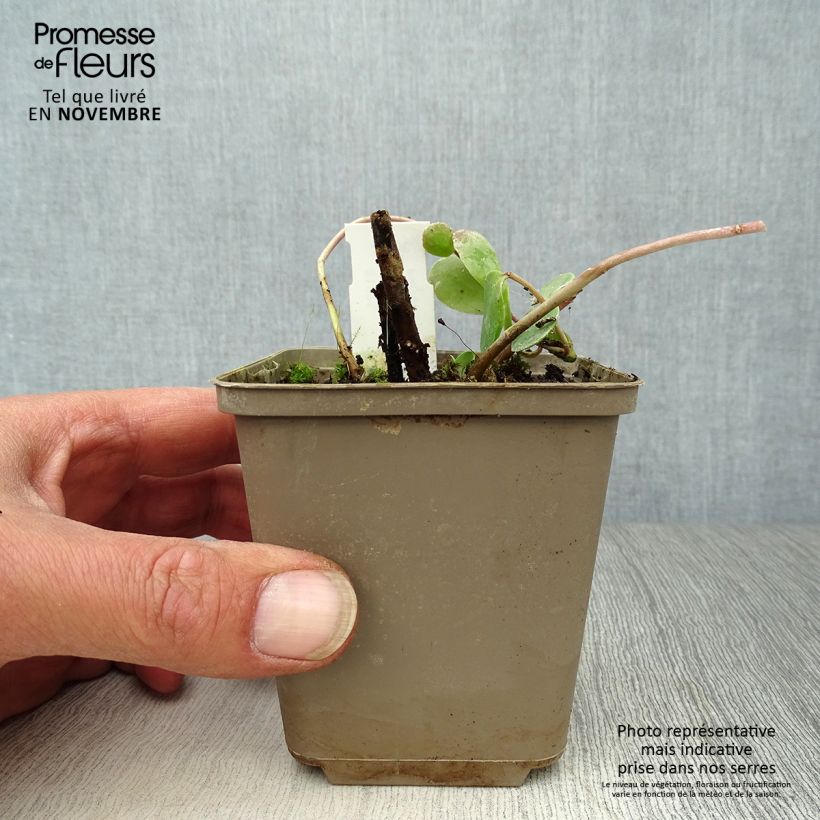 Sedum Stewed Rhubarb Mountain - Stonecrop 8/9 cm pot sample as delivered in autumn