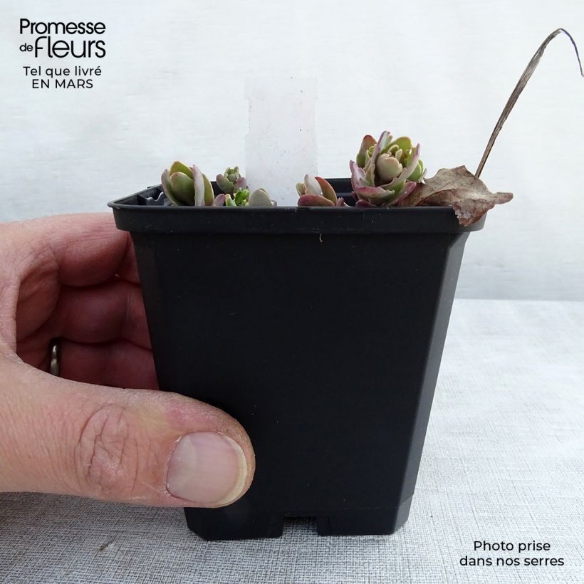 Sedum Strawberry and Cream - Stonecrop 8/9 cm pot sample as delivered in winter