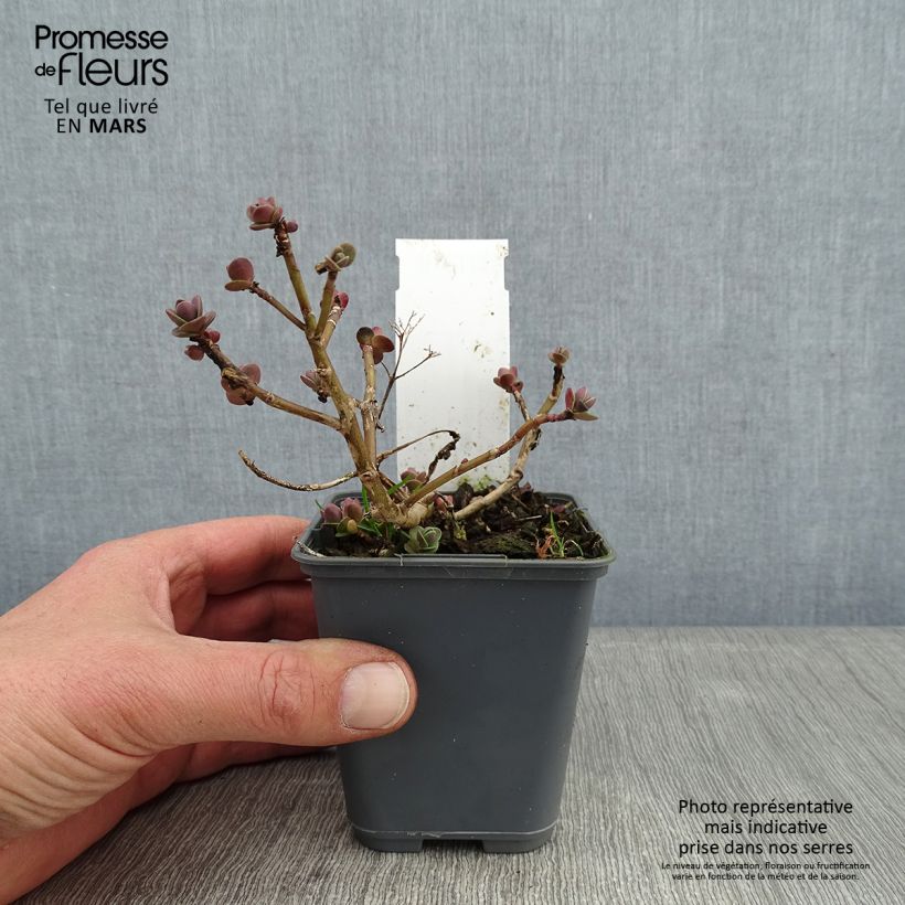 Sedum SunSparkler Cherry Tart - Stonecrop 8/9 cm pot sample as delivered in winter