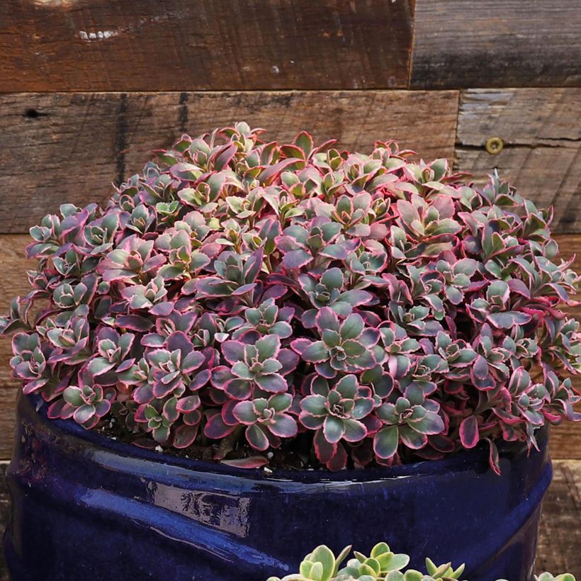 Sedum SunSparkler Dream Dazzler - Stonecrop (Plant habit)