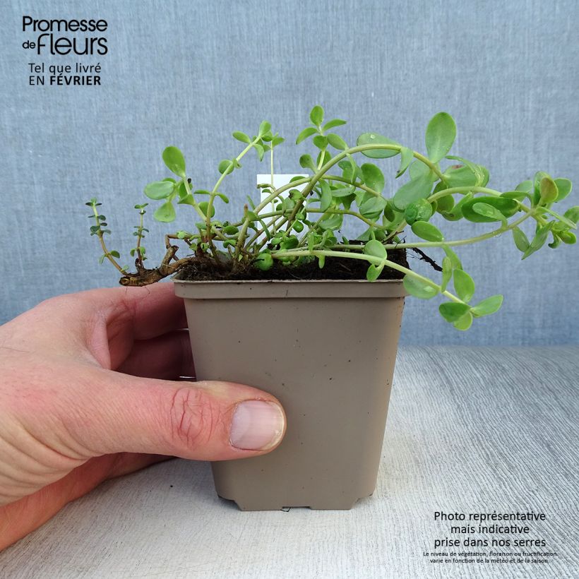 Sedum SunSparkler Firecracker - Stonecrop 8/9 cm pot sample as delivered in winter