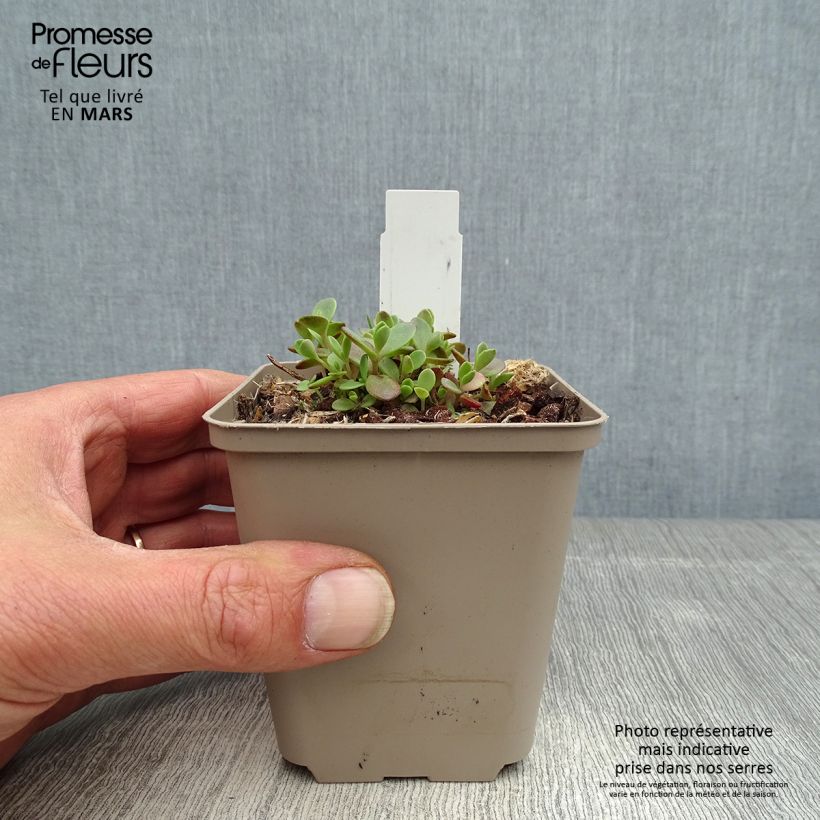 Sedum SunSparkler Firecracker - Stonecrop 8/9 cm pot sample as delivered in spring