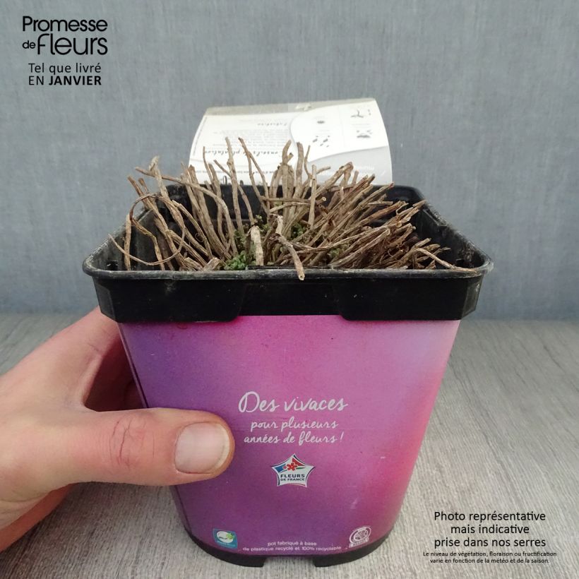 Sedum Sunsparkler Lime Zinger - Stonecrop 2L/3L pot sample as delivered in winter