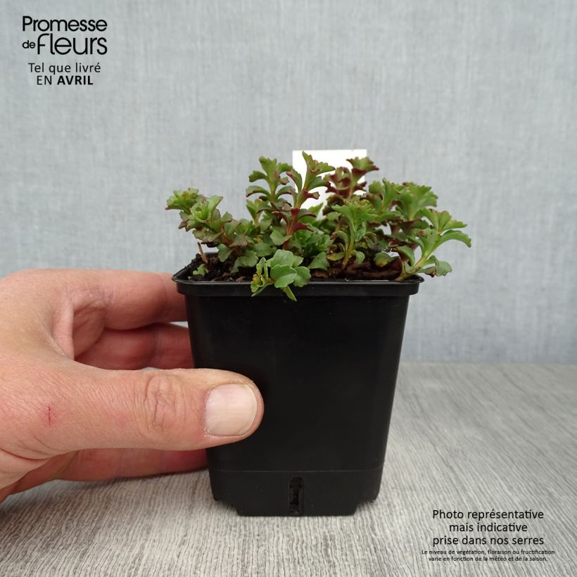 Sedum kamtschaticum Weihenstephaner Gold - Stonecrop 8/9 cm pot sample as delivered in spring