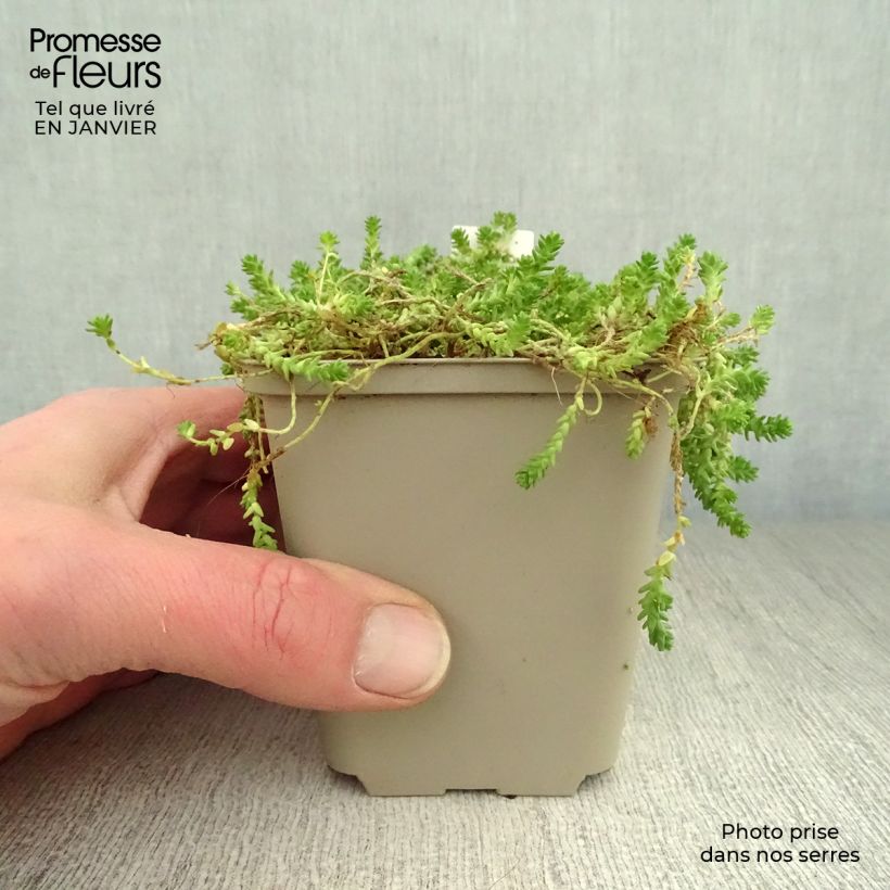 Sedum acre Yellow Queen - Stonecrop 8/9 cm pot sample as delivered in winter