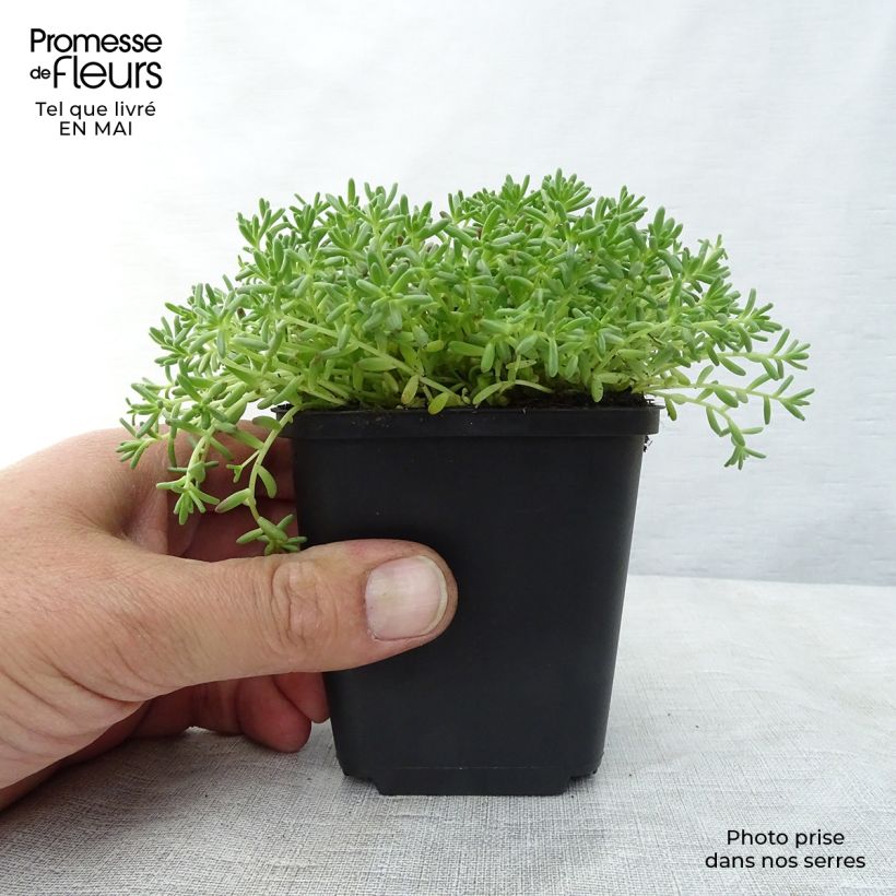 Sedum album Coral Carpet - Stonecrop 8/9 cm pot sample as delivered in spring