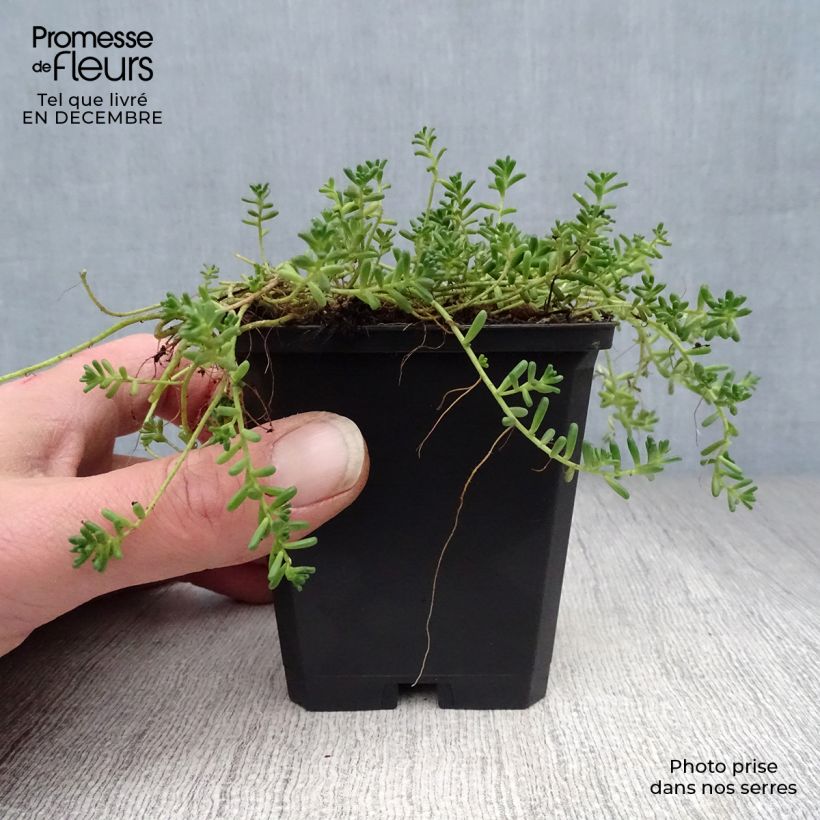 Sedum album Coral Carpet - Stonecrop 8/9 cm pot sample as delivered in winter