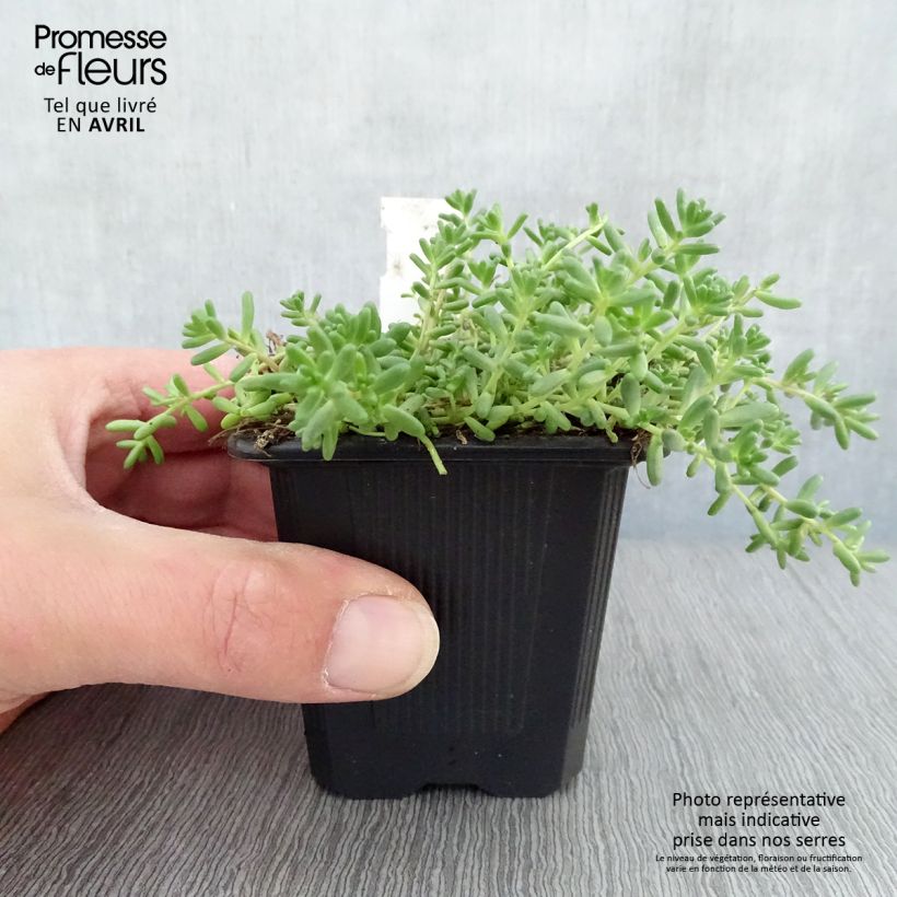 Sedum album var. murale - Stonecrop 8/9 cm pot sample as delivered in spring