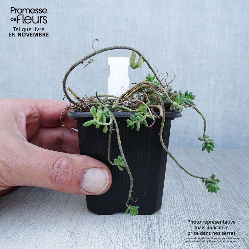 Sedum album var. murale - Stonecrop 8/9 cm pot sample as delivered in autumn
