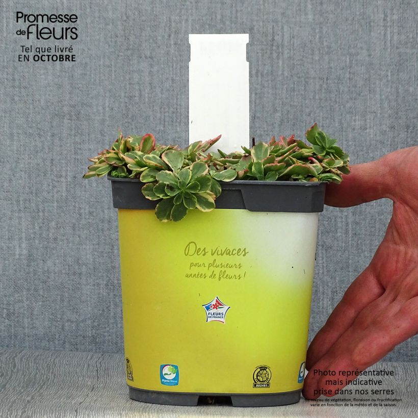 Sedum kamtschaticum Variegatum - Stonecrop 2L/3L pot sample as delivered in autumn