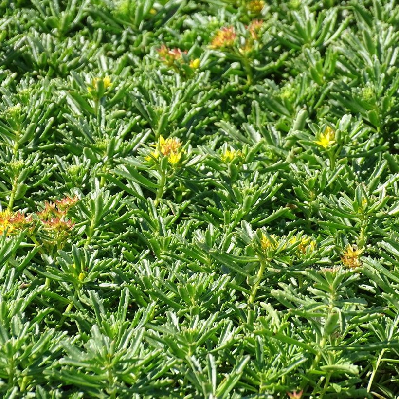 Sedum kamtschaticum var. middendorffianum var. middendorffianum (Plant habit)