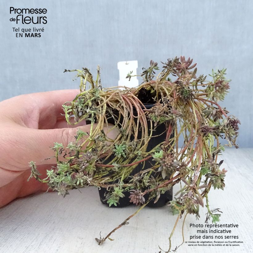 Sedum lydium Glaucum - Stonecrop 8/9 cm pot sample as delivered in spring