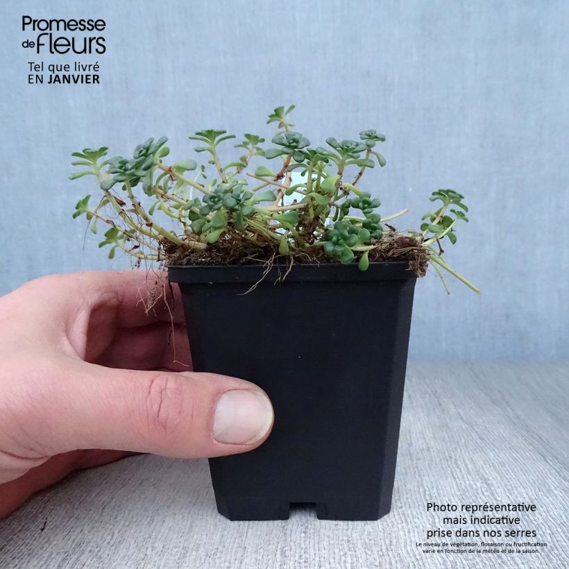 Sedum oreganum - Stonecrop 8/9 cm pot sample as delivered in winter