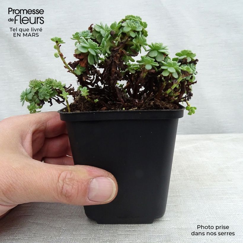 Sedum pachyclados - Stonecrop 8/9 cm pot sample as delivered in spring