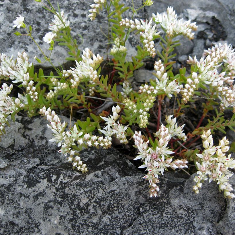 Sedum pulchellum - Stonecrop (Plant habit)
