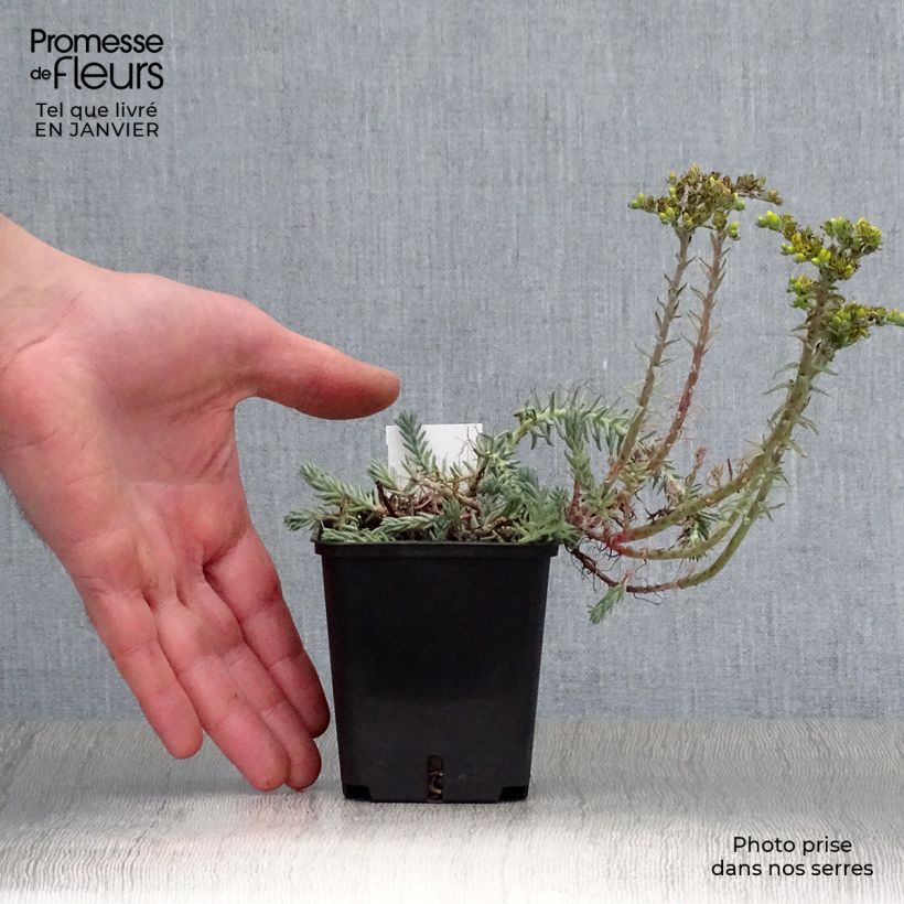 Sedum reflexum Blue Spruce - Stonecrop 8/9 cm pot sample as delivered in winter