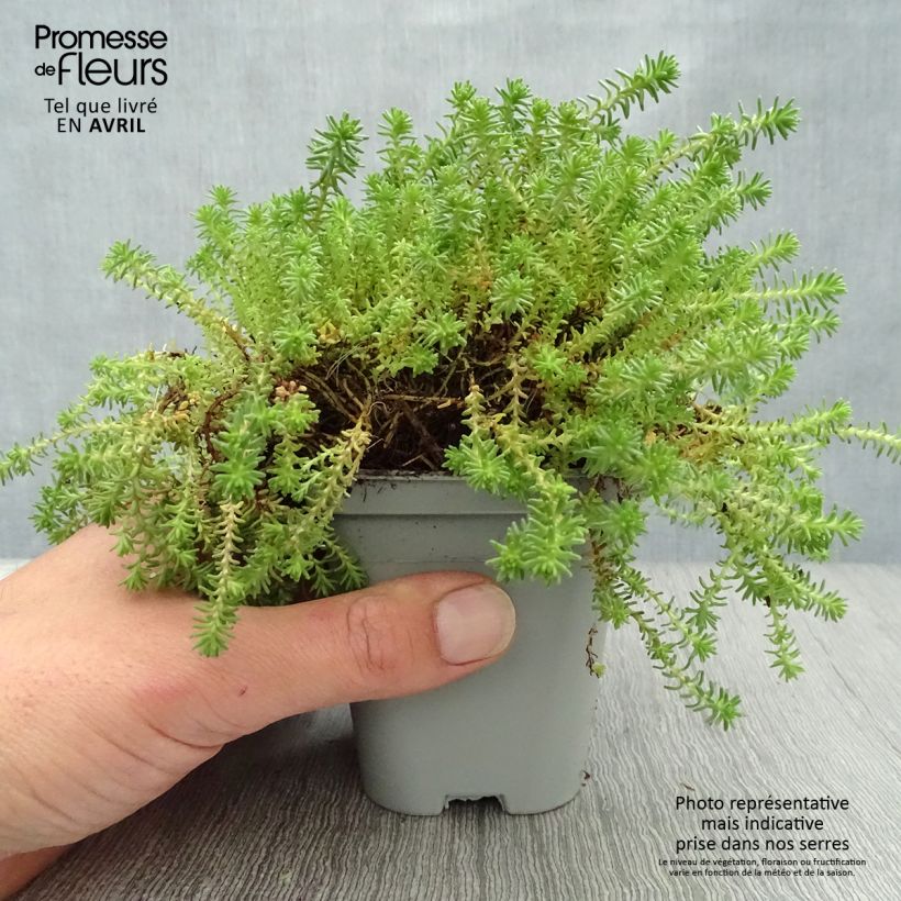 Sedum sexangulare - Stonecrop 8/9 cm pot sample as delivered in spring