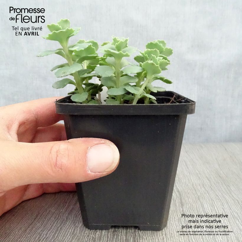 Sedum sieboldii - Stonecrop 8/9 cm pot sample as delivered in spring