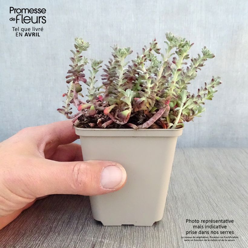 Sedum spathulifolium Purpureum - Stonecrop 8/9 cm pot sample as delivered in spring