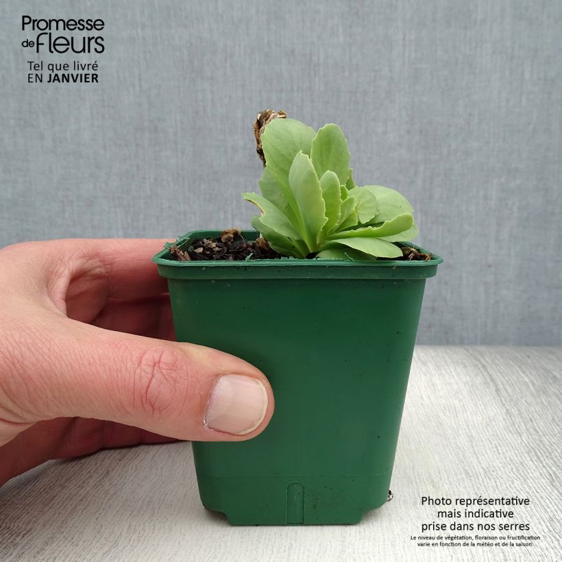 Sedum spectabile Brilliant - Autumn Stonecrop 8/9 cm pot sample as delivered in winter