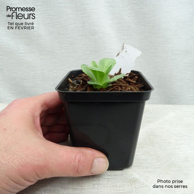 Sedum spectabile Carl - Autumn Stonecrop 8/9 cm pot sample as delivered in winter