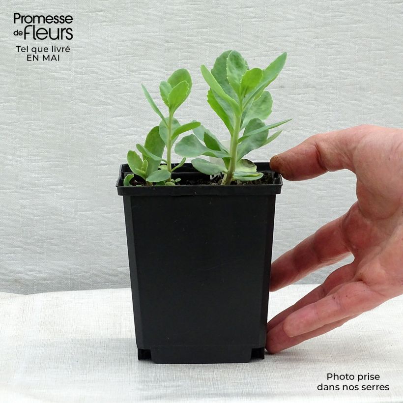 Sedum spectabile Carl - Autumn Stonecrop 8/9 cm pot sample as delivered in spring