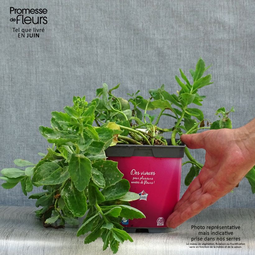 Sedum spectabile Carl - Autumn Stonecrop 2L/3L pot sample as delivered in summer