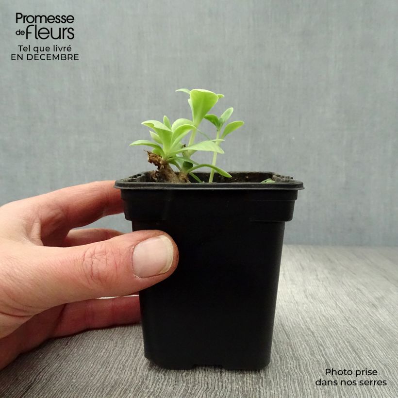 Sedum spectabile Carmen - Autumn Stonecrop 7/8 cm pot sample as delivered in winter