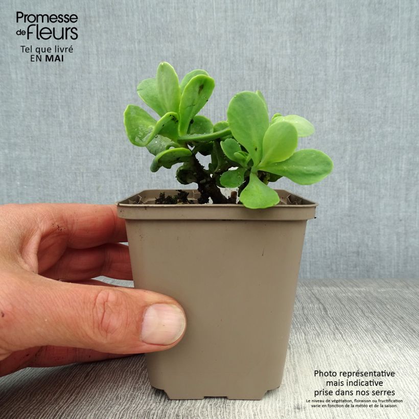 Sedum spectabile Meteor - Autumn Stonecrop 8/9 cm pot sample as delivered in spring