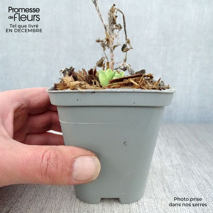 Sedum spectabile Stardust - Autumn Stonecrop 8/9 cm pot sample as delivered in winter