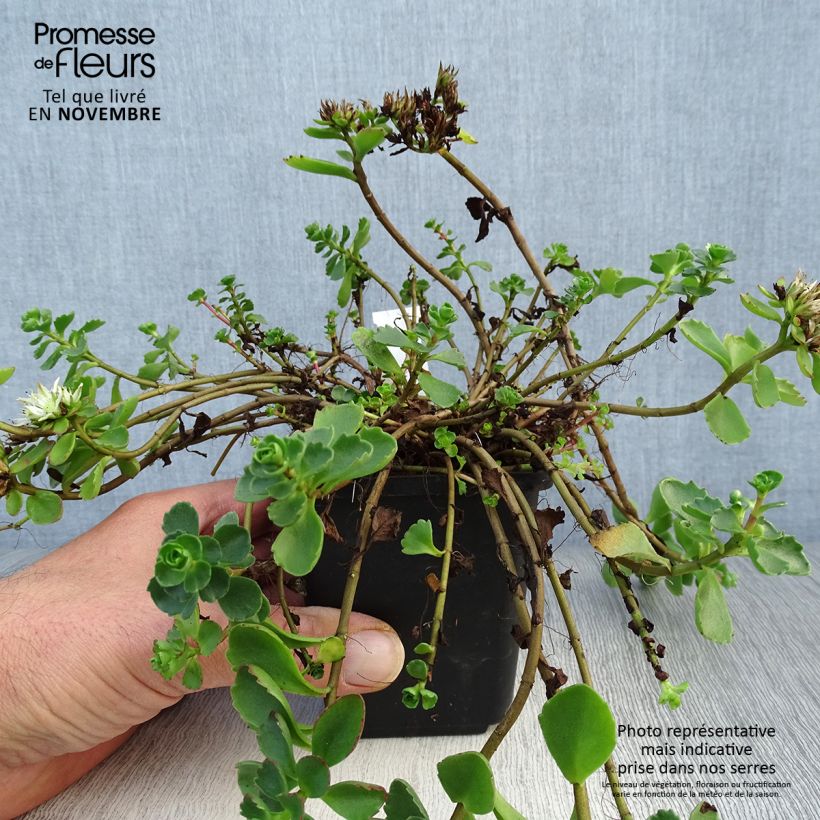 Sedum spurium Album Superbum - Autumn Stonecrop 8/9 cm pot sample as delivered in autumn