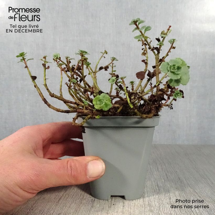 Sedum spurium Album Superbum - Autumn Stonecrop 8/9 cm pot sample as delivered in winter