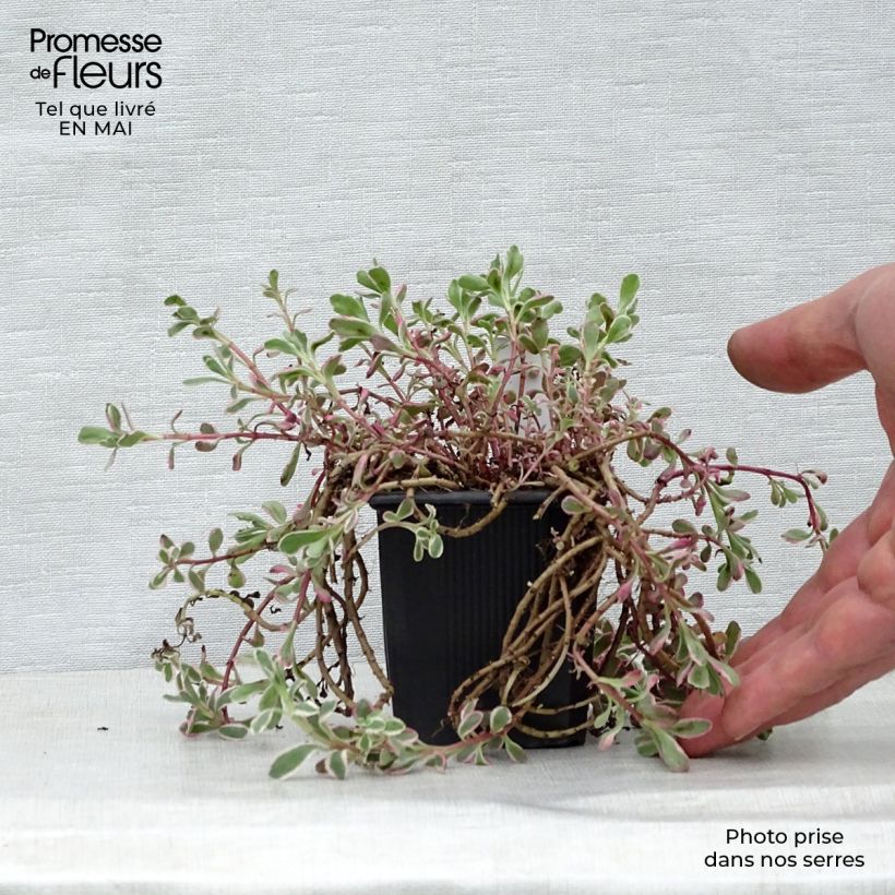 Sedum spurium Variegatum - Stonecrop 8/9 cm pot sample as delivered in spring