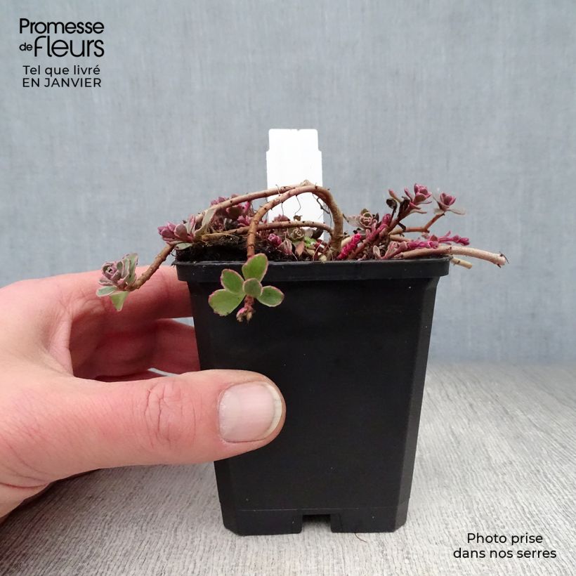 Sedum spurium Variegatum - Stonecrop 8/9 cm pot sample as delivered in winter