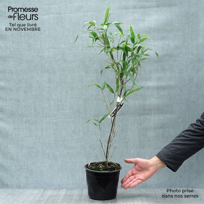 Semiarundinaria fastuosa - Medium-sized Bamboo 1.5L/2L pot sample as delivered in autumn